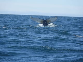 Whale watching - Downtown Reykjavík, photo 16
