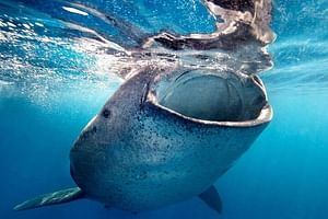 Sea of Cortez Whale Shark Encounter