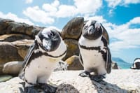 Cape Point , Boulder Beach Penguins and Cape of Good Hope Tour. 7