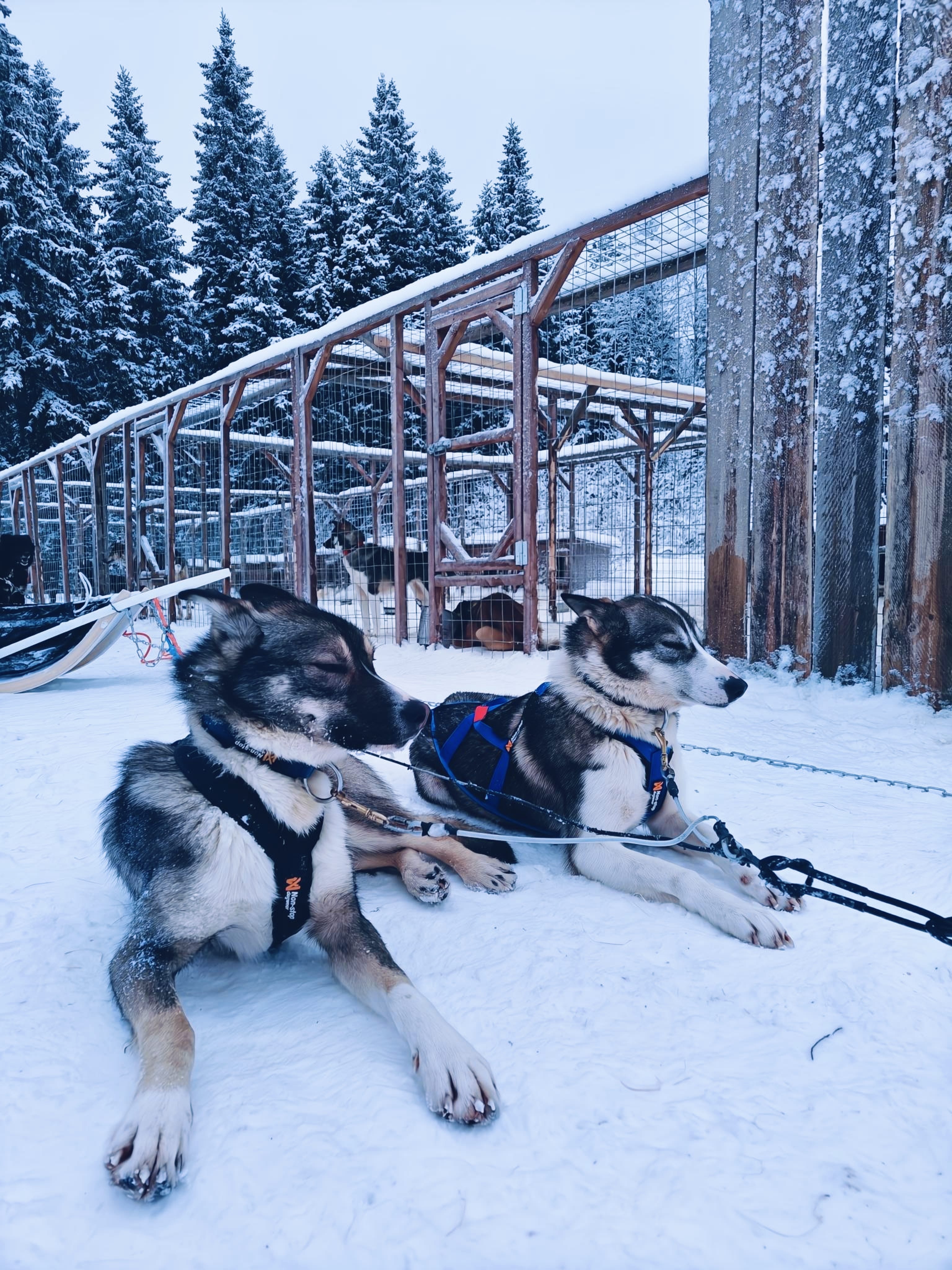 Huskies resting after the safari — Huskies relaxing in the snow after a winter safari.