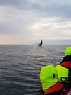 Premium Whales & Midnight Sun 8