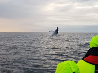Premium Whales & Midnight Sun, photo 8