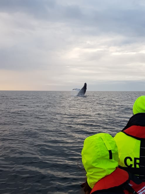 Premium Whales & Midnight Sun 8