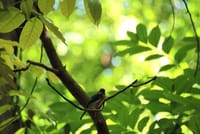 Udawatta Kele Sanctuary Bird Watching and Trekking from Kandy 2