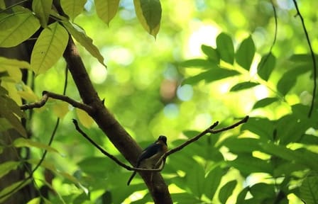 Udawatte Kele Santuary with Nature Walk from Kandy