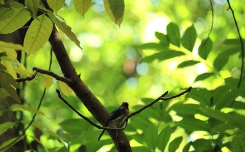 Nature Walk in Udawatte Kele Sanctuary from Kandy