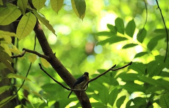 Udawatte Kele Santuary with Nature Walk from Kandy