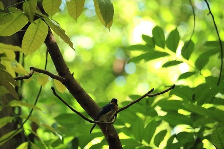 Udawatta Kele Sanctuary Bird Watching and Trekking from Kandy 2