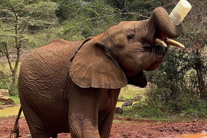 Nairobi Museum Snake Park Giraffe Center and Beads Center Tour