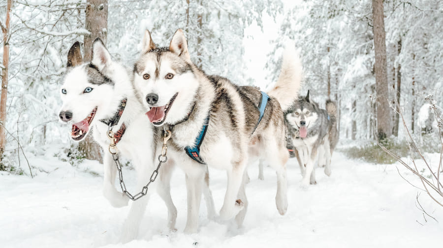 Husky Riders Husky Ride (2 Km) & Meeting Experience - Visit Rovaniemi