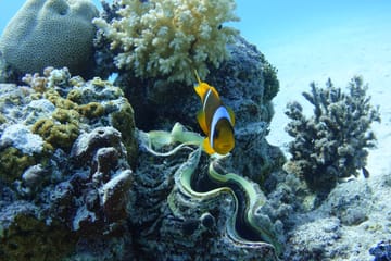 Snorkeling and Boat Trip at Marsa Mubarak, Marsa Alam