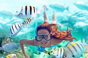 Snorkel in Reefs & Swim in Cenote + ATV + 3 Ziplines + Lunch