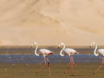 from agadir : Essaouira – guided day trip