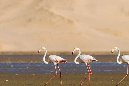 Safari Serenity: Guided Tour of Souss Massa National Park’s Wildlife