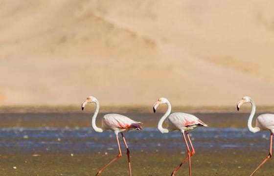 Souss Massa National Park – guided half day tour