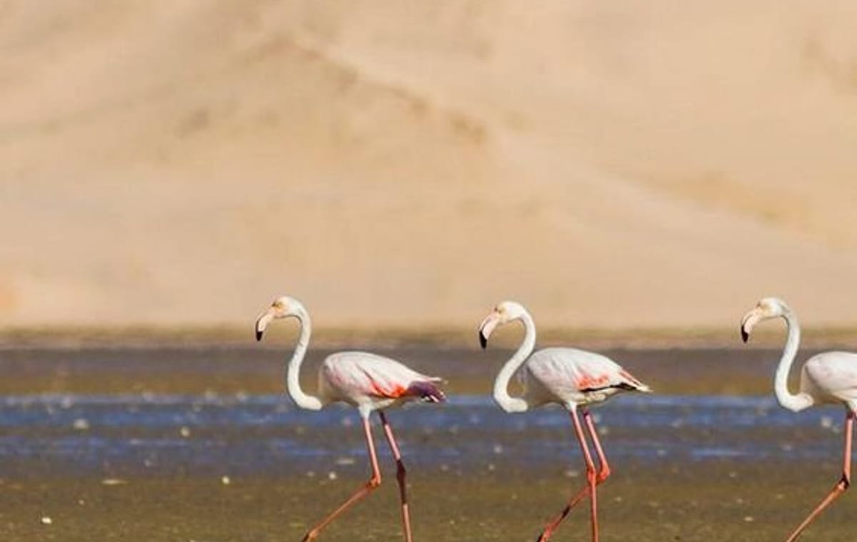 Souss Massa National Park – guided half day tour from Taghazoute