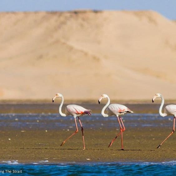 Souss Massa National Park - guided half day tour 2