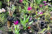 Orchid Garden