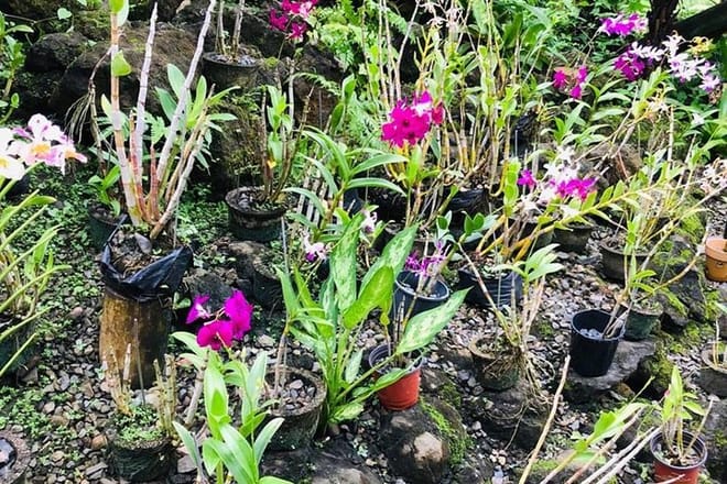 Orchid Garden