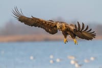 BIRDWATCH - Premium guided canoe tour at Cape Vente, Nemunas Delta Regional Park 10