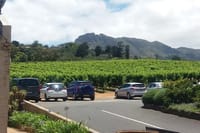 Vineyard
