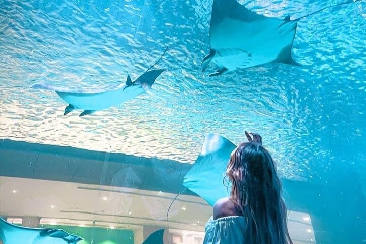 Dubai Aquarium + underwater Zoo & Penguin Cove