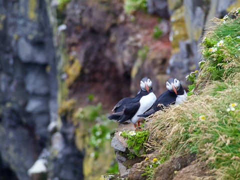 Puffins & People: A Reykjavik City & Boat Adventure, photo 9