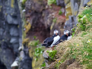Puffins & People: A Reykjavik City & Boat Adventure, photo 9