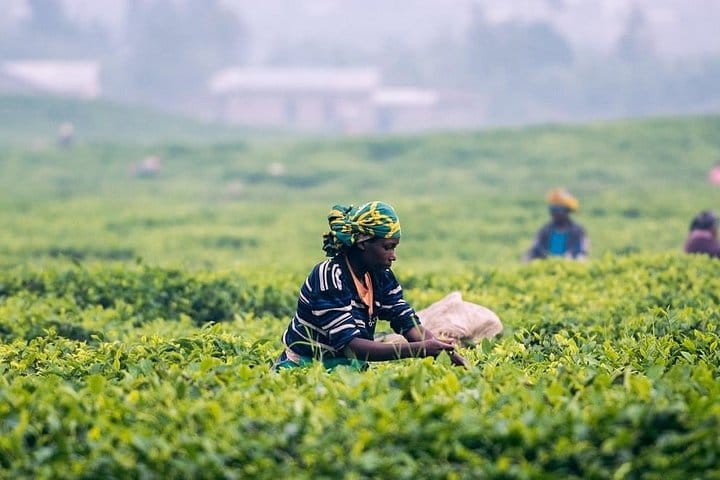 Highlights Of Sri Lanka – 4 Days