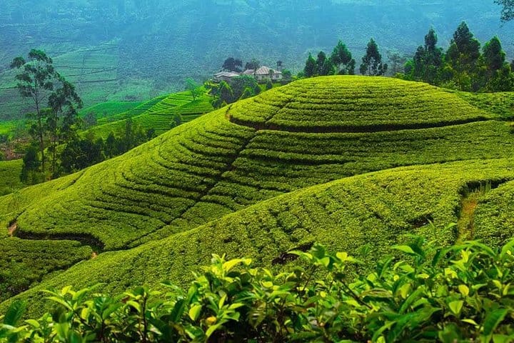 4 Days Tour to Kandy, Sigiriya & Nuwara Eliya