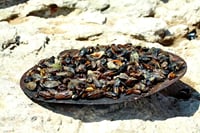 Boat Trip along Cape Kaliakra with a Mussel Plantation Lunch