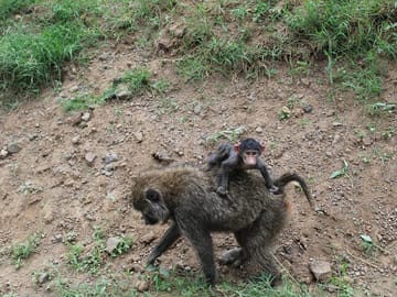 An olive baboon with the young one's.