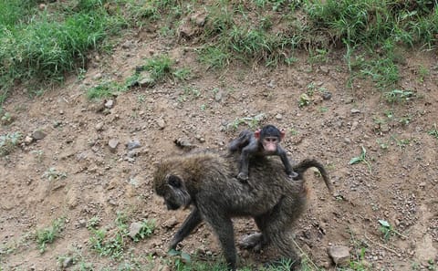 4-Day Safari Tour to Serengeti and Ngorongoro from Arusha