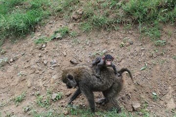 4-Day Safari Tour to Serengeti and Ngorongoro from Arusha