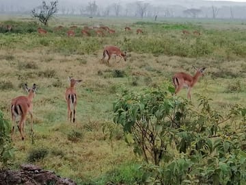A herd of female impalas