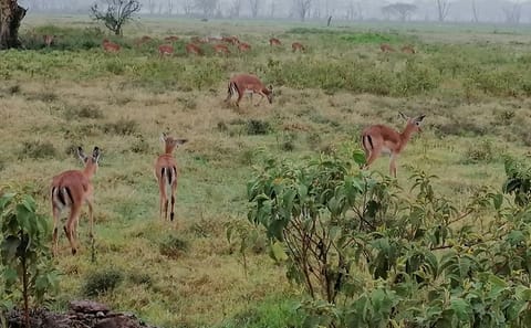 Hell’s Gate National Park Private Bike Tour from Nairobi