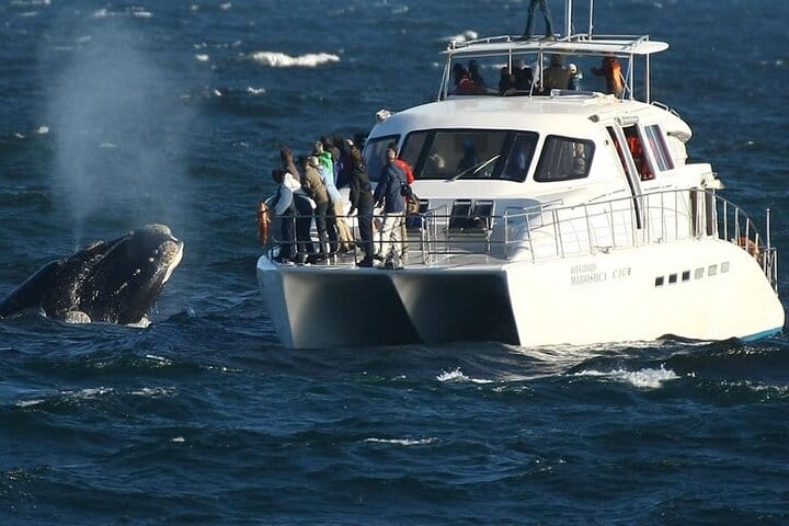 Hermanus Private Full-Day Tour: Whale Watching Adventure