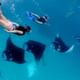 The Manta Ray in Nusa Penida