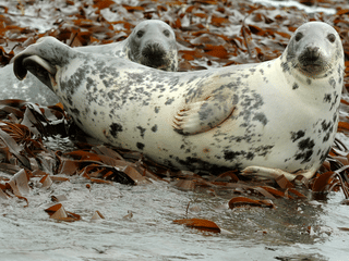 Grey seal at the Ytri-Tunga seal colony