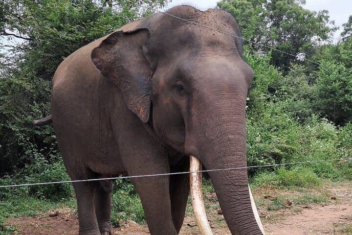 Negombo City Tour (130)