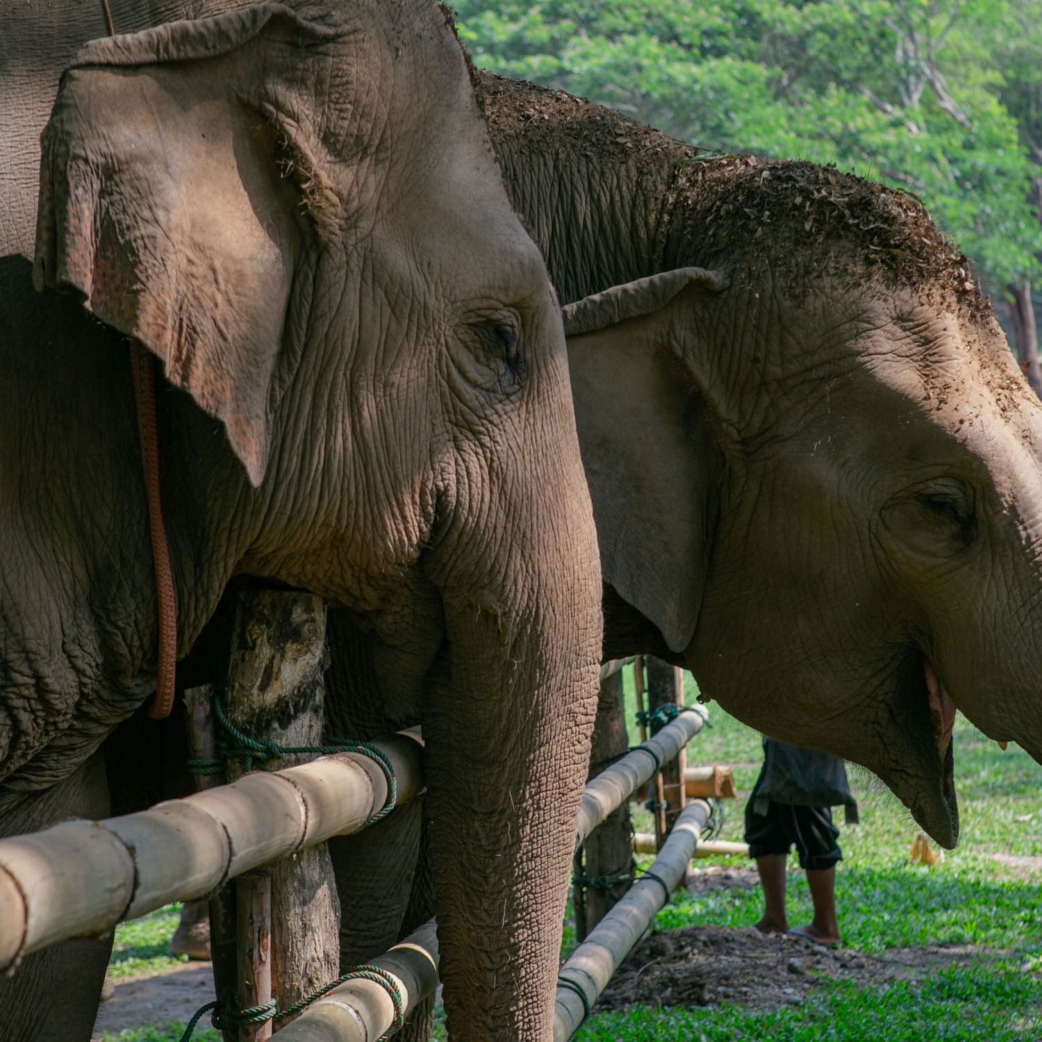 Get up close with elephants at Lanna Kingdom Sanctuary and climb the amazing Sticky Waterfall！