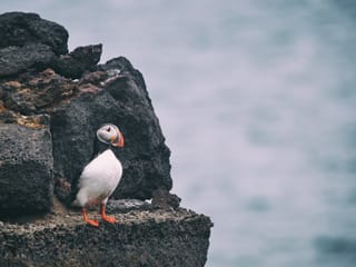 Iceland: Private Westman Islands - Volcano, Wildlife & Scenic Views, photo 12