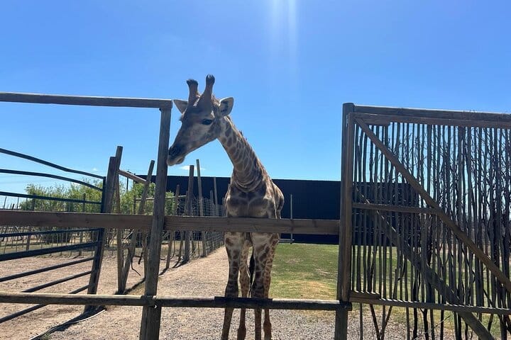 Giraffe Encounter and Lion Park with Wine Tasting in Stellenbosch