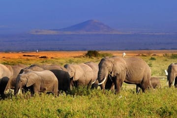 3 Days Amboseli & Tsavo West National Park Safari From Nairobi