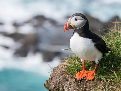 Puffin in Vestmannaeyjar