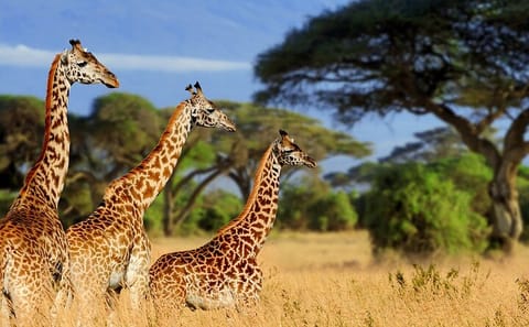 Giraffe Center Visit and Kibera Slum Walking Tour in Nairobi