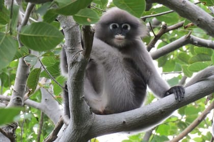 Sam Roi Yod National Park & Praya Nakhon Cave Private Tour