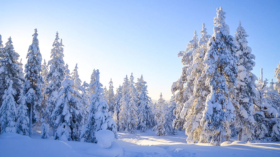 Magical snowy trees in Rovaniemi