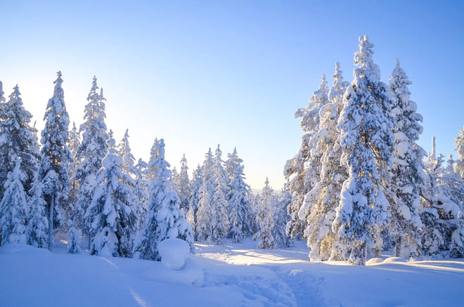 Magical snowy trees in Rovaniemi