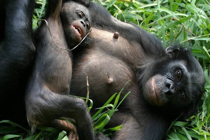 7-Day Private Uganda Chimpanzees and Gorilla Trek Tour from Entebbe